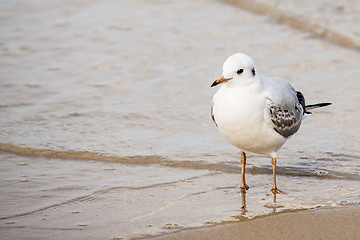 Image showing Black-headed gull on a beach of the Baltic Sea