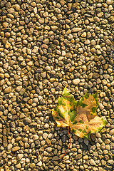 Image showing autumnal painted leaf in evening sun 