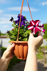 Image showing Flowers in a flowerpot and gardener