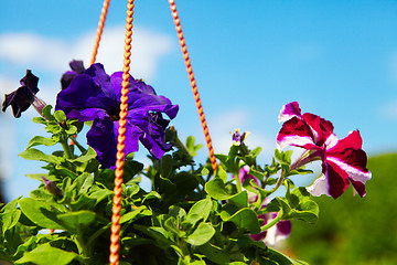 Image showing Flowers in a flowerpot