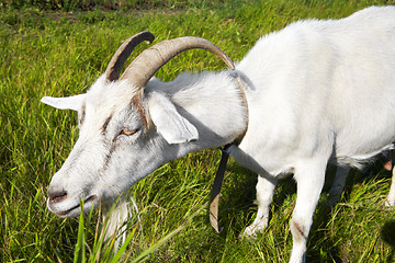 Image showing Goat in pasture