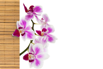 Image showing The orchid and bamboo