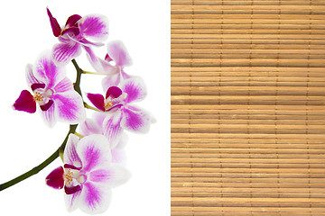 Image showing The orchid and bamboo