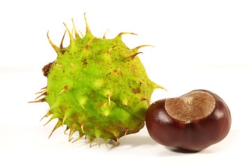 Image showing Horse-chestnut on a white background 