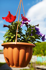 Image showing Flowers in a flowerpot