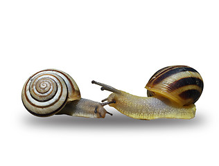 Image showing Two snails