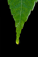 Image showing water drop on leaf