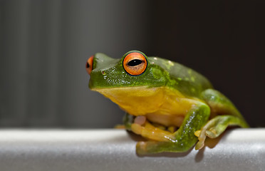 Image showing tree frog on metal