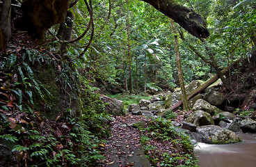 Image showing rainforest