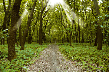 Image showing Morning forest