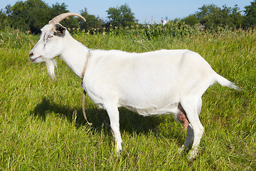 Image showing Goat in pasture