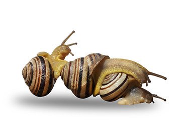 Image showing Three snails