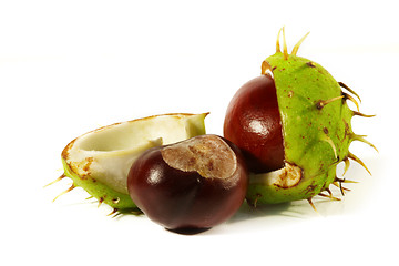 Image showing Horse-chestnut on a white background 