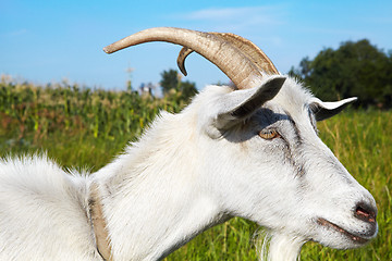 Image showing Goat in pasture