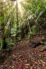 Image showing rainforest path