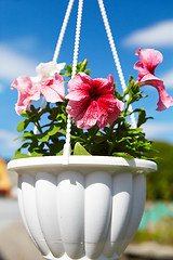 Image showing Flowers in a flowerpot