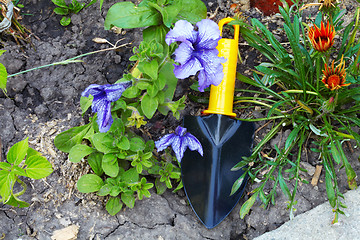 Image showing Flower bed and Horticultural sundry