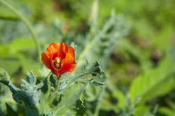 Image showing Red poppy