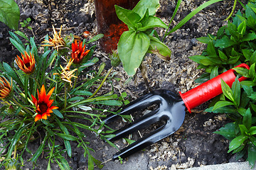 Image showing Flower bed and Horticultural sundry