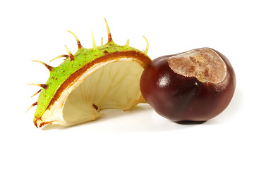 Image showing Horse-chestnut on a white background 