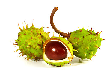 Image showing Horse-chestnut on a white background 