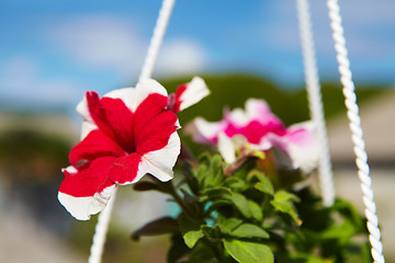 Image showing Flowers in a flowerpot