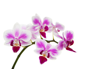 Image showing The orchid