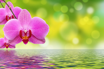 Image showing The orchid and water