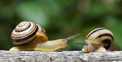 Image showing Two snails in a garden