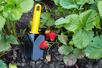 Image showing The strawberry and horticultural sundry