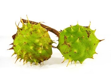 Image showing Horse-chestnut on a white background 