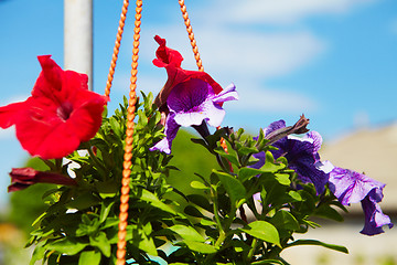 Image showing Flowers in a flowerpot