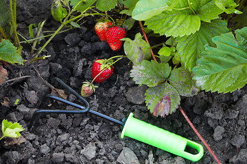 Image showing The strawberry and horticultural sundry