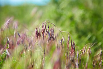 Image showing Green grass