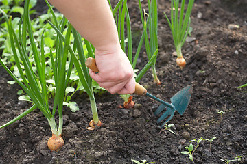 Image showing The man in a garden