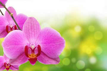 Image showing The orchid and bokeh