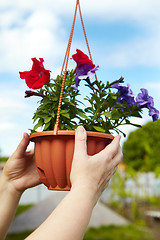 Image showing Flowers in a flowerpot and gardener