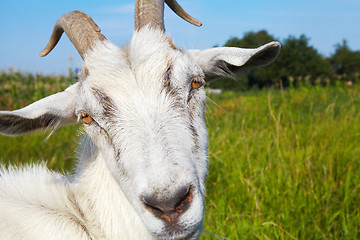 Image showing Goat in pasture