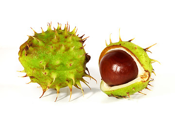 Image showing Horse-chestnut on a white background 