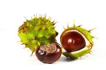 Image showing Horse-chestnut on a white background 