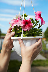 Image showing Flowers in a flowerpot and gardener