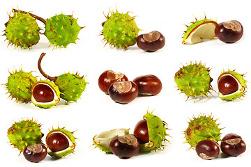 Image showing Horse-chestnut on a white background 