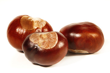 Image showing Horse-chestnut on a white background 