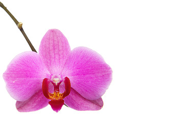 Image showing The orchid