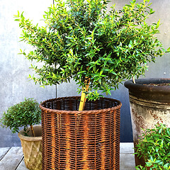 Image showing Myrtle tree in a rusty basket