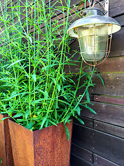 Image showing Vintage lantern and green plant in a rusty pot