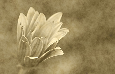 Image showing daisy parchment