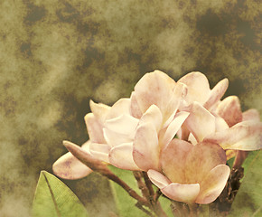 Image showing frangipani muted