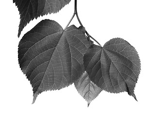 Image showing Black and white linden-tree leafs