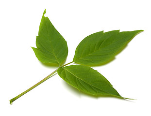 Image showing Spring acer negundo leaf